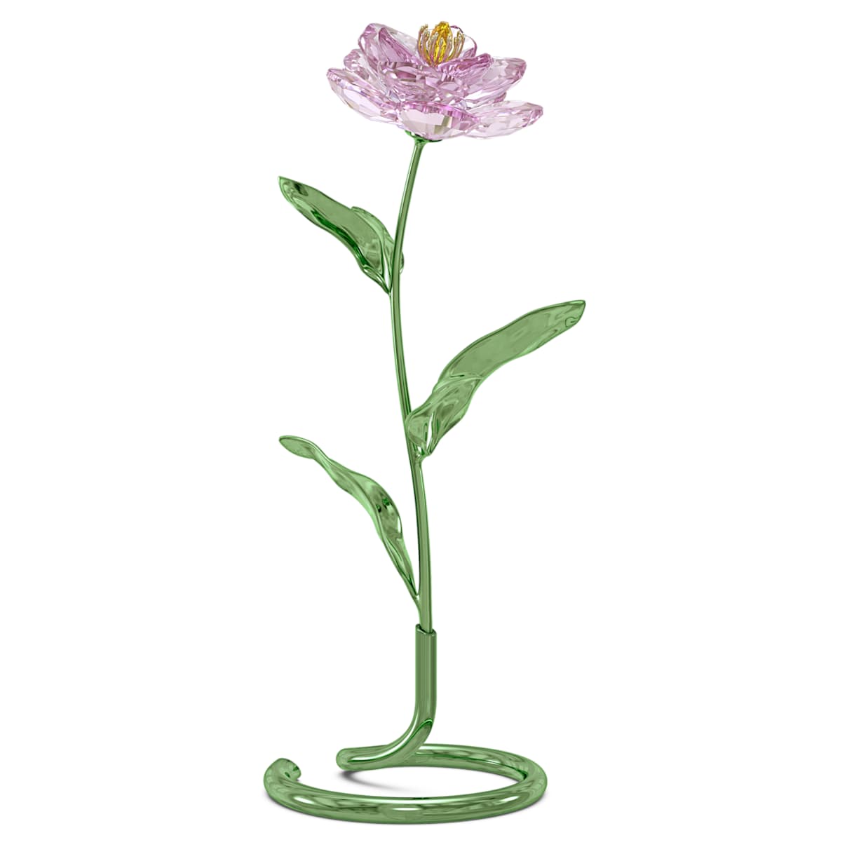 

Florere Peonia