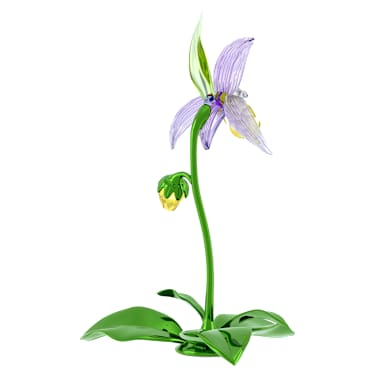 Florere Orchidea Scarpetta di Venere - Swarovski, 5721548