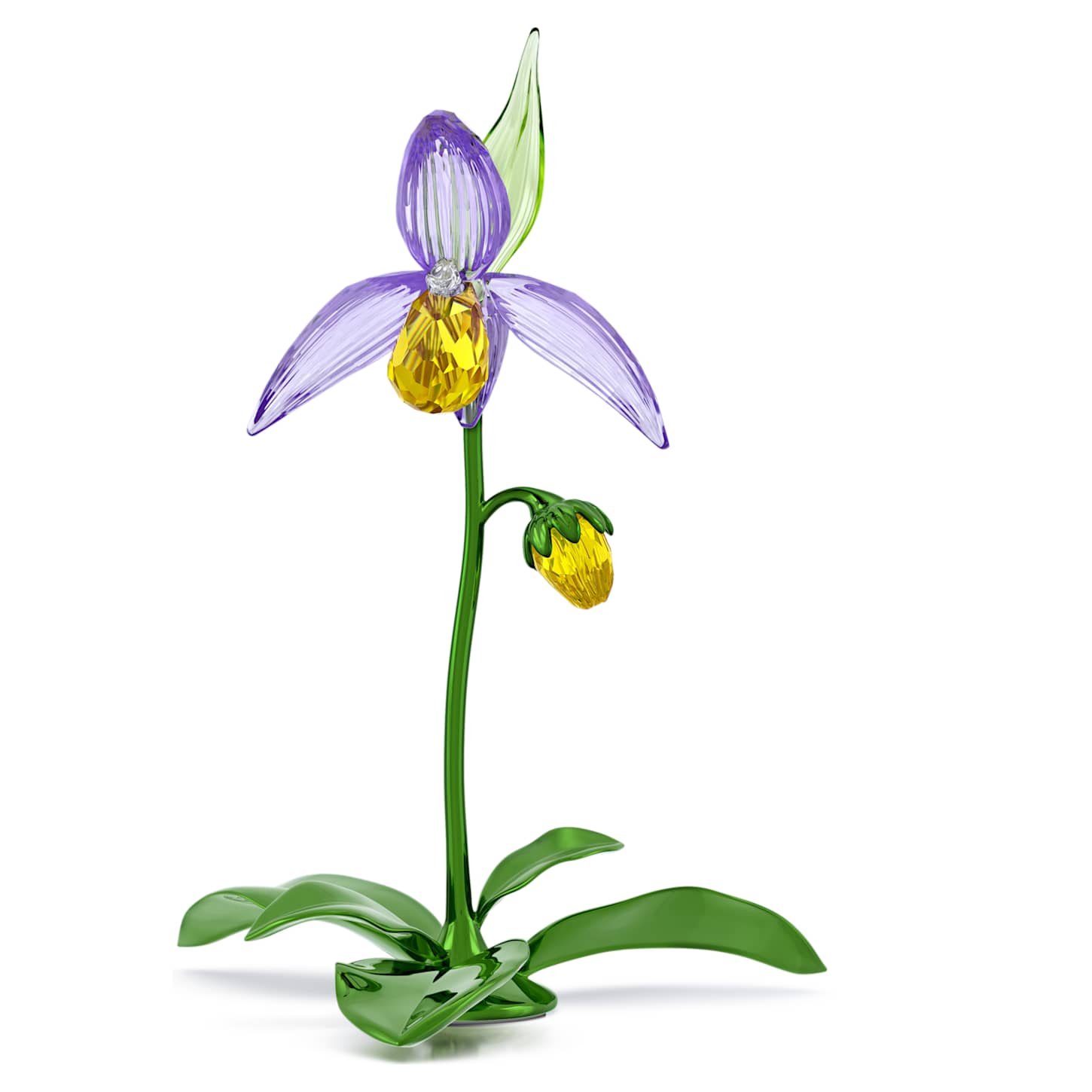 ほ*郎様 アツモリソウ ホテイアツモリソウ（Cypripedium macranthum var. hotei-atsumorianum 葉菜