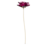 Garden Tales Rose - Swarovski, 5557800