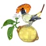 Idyllia Royal Flycatcher - Swarovski, 5651811