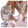Crystal Myriad Asuga - Swarovski, 5652115