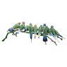 Crystal Myriad Gouldian Finches - Swarovski, 5677659