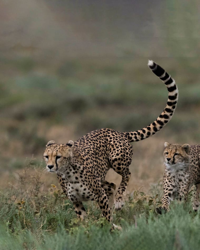 Elegance of Africa SCS Annual Edition 2023 Cheetah Mehira