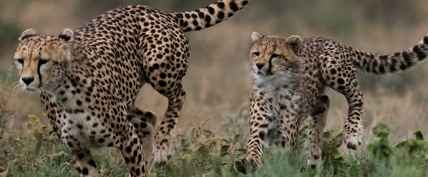 2023年度シリアルナンバー付き限定生産品 チーター | Swarovski JP