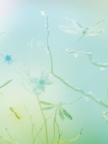 Swarovski Advent Calendar with red numbered boxes.
