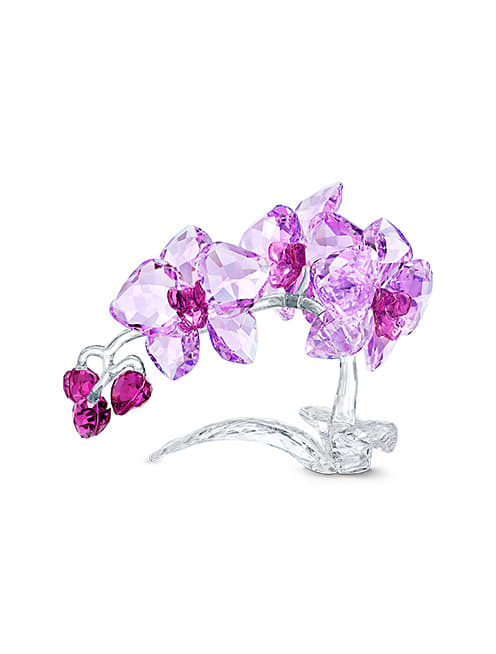 Crystal Flowers Orchid