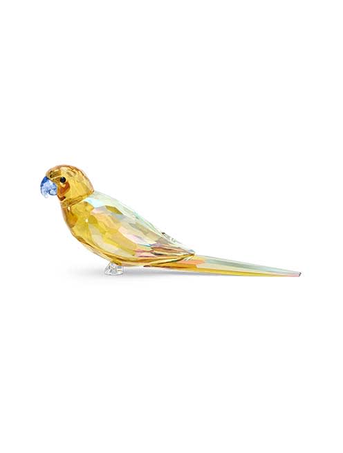 Jungle Beats Yellow Parakeet Lechee