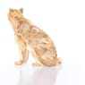 SCS A.E. 2019 Amur Leopard Sofia - Swarovski, 5428541