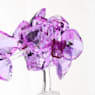 Crystal Flowers Orchid - Swarovski, 5520373