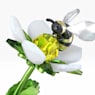 Idyllia Frog, Bee and Strawberry - Swarovski, 5667599